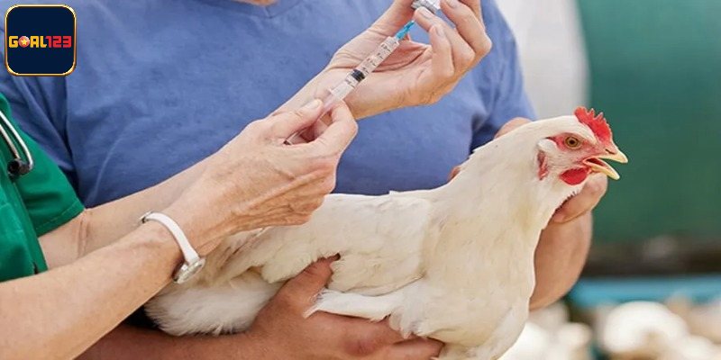 Các thời điểm nên dùng thuốc kích gà