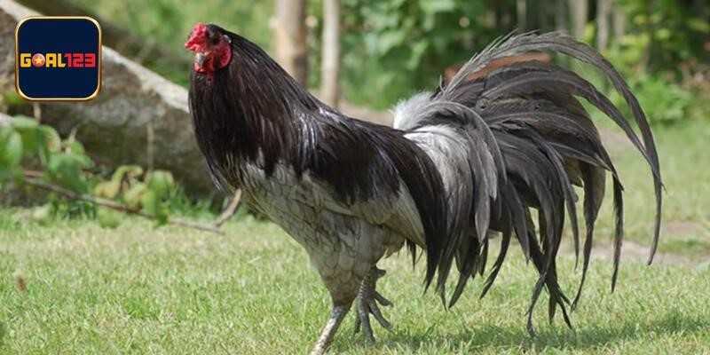 Điều cần biết về giống gà chọi hàng đầu hiện nay