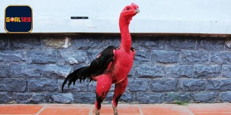 Tổng hợp chi tiết những giống gà đẹp nhất Việt Nam 