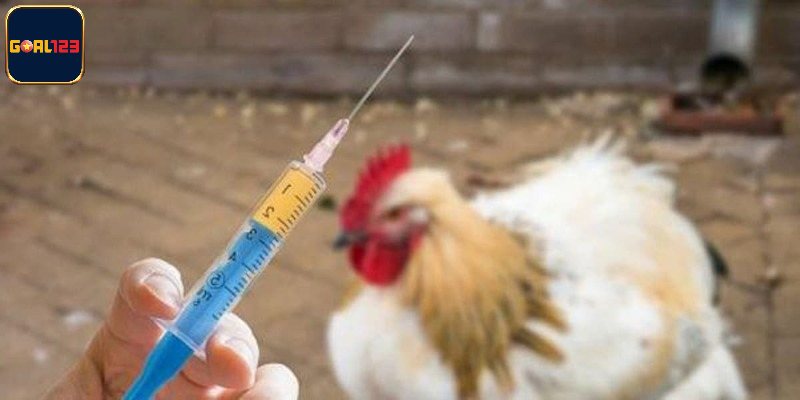 Giới thiệu khái niệm về thuốc tăng lực cho gà